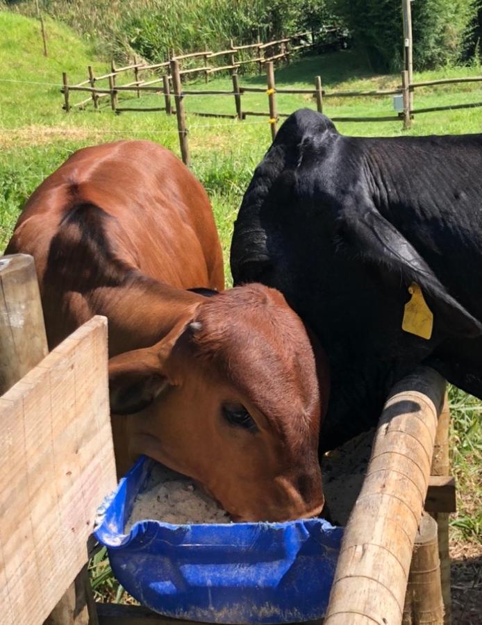 Willa Vivenda Dos Guaranys -Um Projeto Ecologico - Casa Conservatória Zewnętrze zdjęcie