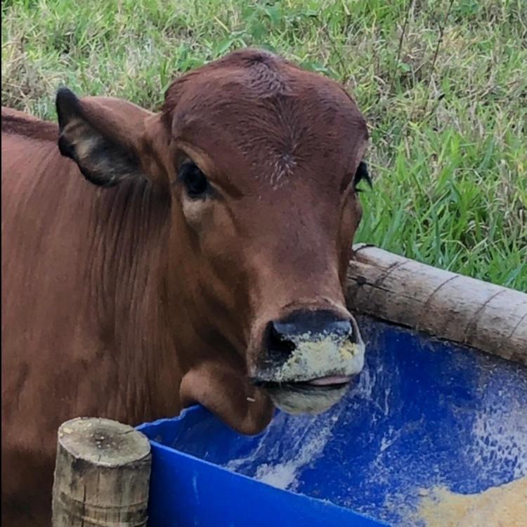 Willa Vivenda Dos Guaranys -Um Projeto Ecologico - Casa Conservatória Zewnętrze zdjęcie