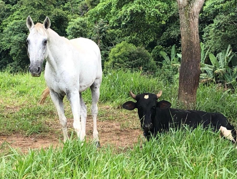 Willa Vivenda Dos Guaranys -Um Projeto Ecologico - Casa Conservatória Zewnętrze zdjęcie